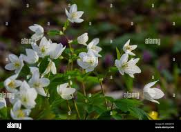 Attēlu rezultāti vaicājumam “Isopyrum thalictroides fruit”