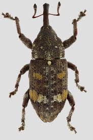 Attēlu rezultāti vaicājumam “Pissodes castaneus”