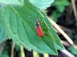 Attēlu rezultāti vaicājumam “Anthocomus rufus”