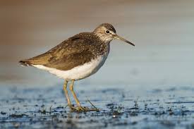 Attēlu rezultāti vaicājumam “Tringa ochropus”