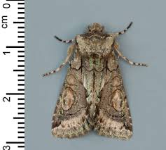 Attēlu rezultāti vaicājumam “Anticollix sparsata”