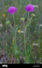 Image result for Knautia dipsacifolia