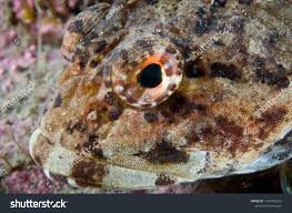 Image result for Myoxocephalus scorpius