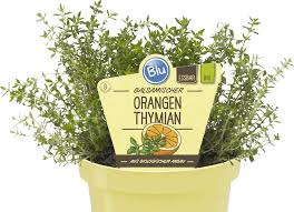 Image result for Thymian