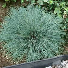 Attēlu rezultāti vaicājumam “Corynephorus canescens”