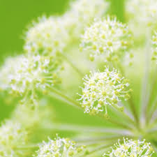 Image result for Angelica archangelica