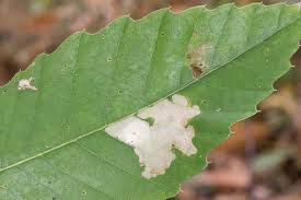 Attēlu rezultāti vaicājumam “Tischeria complanella larva”