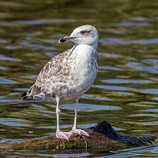 Image result for Larus cachinnans