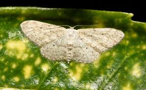 Attēlu rezultāti vaicājumam “Idaea seriata”