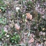Attēlu rezultāti vaicājumam “Centaurea stoebe fruit”