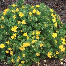 Attēlu rezultāti vaicājumam “Potentilla”