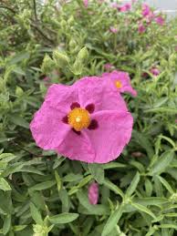 Attēlu rezultāti vaicājumam “Cistaceae”