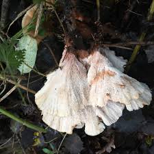 Attēlu rezultāti vaicājumam “Amaurochaete atra spores”