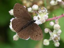 Attēlu rezultāti vaicājumam “Aphantopus hyperantus”