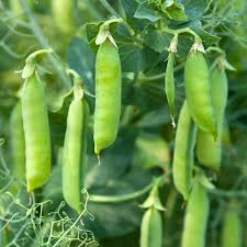 Attēlu rezultāti vaicājumam “Pisum sativum”