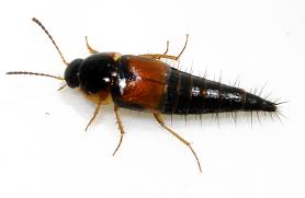 Attēlu rezultāti vaicājumam “Tachyporus sp.”