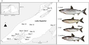 Image result for Coregonus artedi