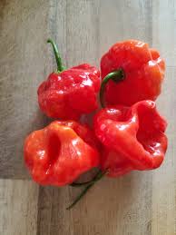 Afbeeldingsresultaat voor aji dulce sweet pepper