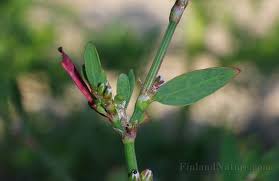 Attēlu rezultāti vaicājumam “Polygonum arenastrum”