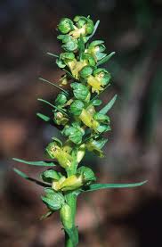 Attēlu rezultāti vaicājumam “Coeloglossum viride flower”
