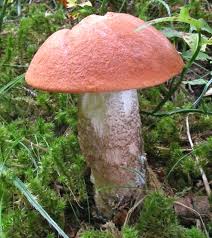 Attēlu rezultāti vaicājumam “Leccinum vulpinum”