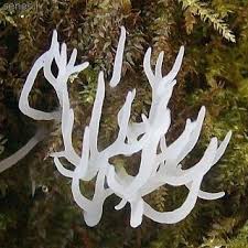 Attēlu rezultāti vaicājumam “Lentaria”