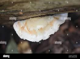 Attēlu rezultāti vaicājumam “Postia fragilis”