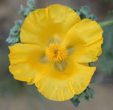 Attēlu rezultāti vaicājumam “Papaveraceae”