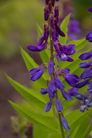Attēlu rezultāti vaicājumam “Galega orientalis fruit”