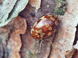 Attēlu rezultāti vaicājumam “Myrrha octodecimguttata”