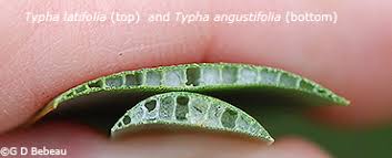 Attēlu rezultāti vaicājumam “Typha angustifolia  leaf”