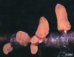 Attēlu rezultāti vaicājumam “Macrotyphula fistulosa var. contorta”