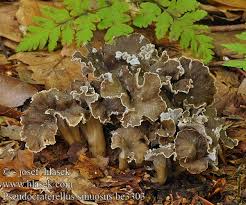 Attēlu rezultāti vaicājumam “Pseudocraterellus sinuosus”