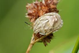 Attēlu rezultāti vaicājumam “Eurygaster testudinaria imago”
