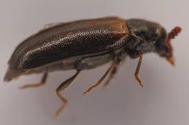 Attēlu rezultāti vaicājumam “Tetratomidae”