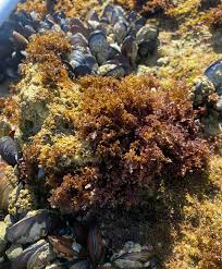 Attēlu rezultāti vaicājumam “Rhodophyta”