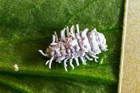 Image result for Cryptolaemus