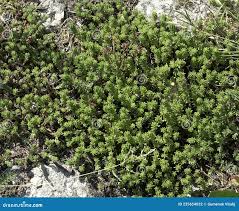Attēlu rezultāti vaicājumam “Sedum sexangulare leaf”