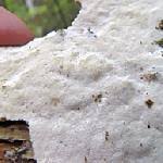 Attēlu rezultāti vaicājumam “Sidera lenis”