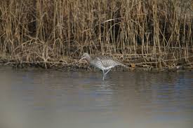 Attēlu rezultāti vaicājumam “Numenius arquata adult”