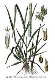 Attēlu rezultāti vaicājumam “Phleum pratense”