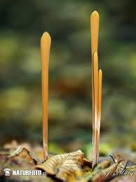 Attēlu rezultāti vaicājumam “Macrotyphula fistulosa”