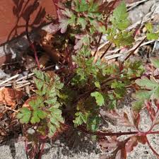 Attēlu rezultāti vaicājumam “Geranium robertianum leaf”