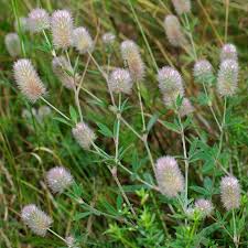 Attēlu rezultāti vaicājumam “Trifolium arvense”