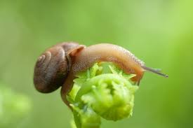 Attēlu rezultāti vaicājumam “Succinea”