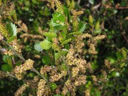 Attēlu rezultāti vaicājumam “Betula nana leaf”