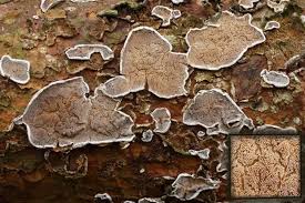 Attēlu rezultāti vaicājumam “Skeletocutis carneogrisea”