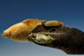 Attēlu rezultāti vaicājumam “Satyrium w-album underside”