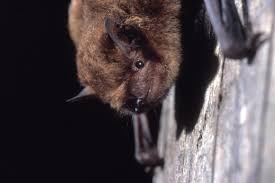 Attēlu rezultāti vaicājumam “Pipistrellus pygmaeus”