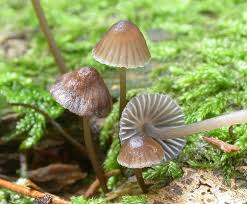 Attēlu rezultāti vaicājumam “Mycena stipata”
